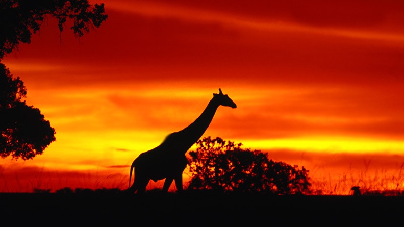 A Giraffe‘s Journey at Dusk
